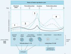 Which hormone is responsible for the line labelled 1 on this graph of the female reproductive cycle?