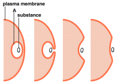What  is  the  structure labeled  A? 
a.  cell  membrane   
b.  nucleus         
c.  organelle        
d.  vesicle            
e. 
secretions 
