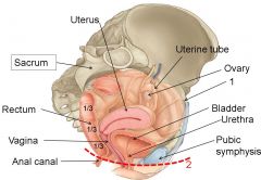 What is denoted by label 2 on this sagittal view of the female pelvic viscera?