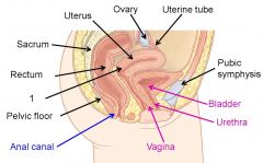 What is denoted by label 1 on this image of the female pelvic viscera?