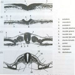 Het axiaal gelegen mesoderm (chorda dorsalis, nr. 8)