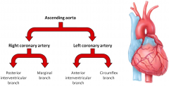 Right and left coronary arteries
Arch gives rise to all vasculature that serves the upper limbs and neck