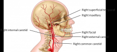 Carotid sinus - where you feel your pulse - divide into external and internal carotid arteries
Internal carotid arteries go inside your skull and branch (largely for your branch) and external carotid arteries will branch outside of your skull and...