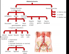 After we cross the diaphragm we are now in the abdominal aorta
Pay most attention to what is numbered as visceral branches
  Major branch: celiac trunk
  Major branch: superior mesenteric - picks up where the celiac left off - remainder of duod...