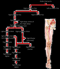 Splits to common iliac arteries (right and left) 
Splits again into external and internal iliac arteries
External artery also known as femoral artery which will eventual turn in popliteal artery and then tibial (posterior and anterior) and fibul...