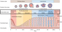 What happens to cell nuclei and vacuoles during the secretory phase of the menstrual cycle?