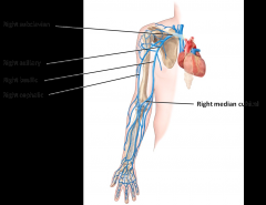 Cubital vein - crosses the cubital fossa - connected the cephalic and basilic vein - major veins of the upper limb are superficial veins - first place to go for blood draw
In the lower limbs, the major veins are deep whereas the minor veins are s...