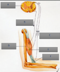 Label the reflex arc for letters A - F.