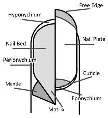 Eponychium, Nail, NM (germinating center) Nail bed, hyponychium