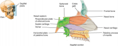 name the bones of nasal septum