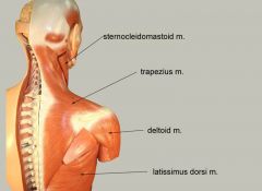 elevates, retracts, depresses or rotates scapula upward
elevates clavicle 
extends neck