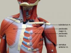 Flexion, adduction and medial rotation at shoulder