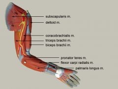 Flexion at elbow and shoulder
Supination