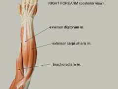 Extension and adduction at wrist