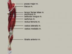 Flexion at hip or intervertebral joints