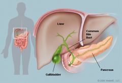 Human Torso:  Gallbladder