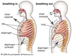 Human Torso: The Diaphragm