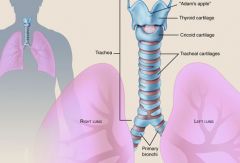 Human Torso: The trachea