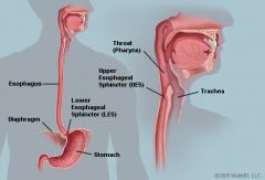 Human Torso: The esophagus