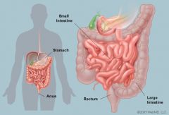 Human Torso: The large intestine