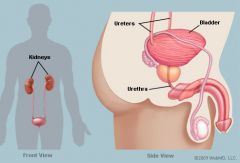 Human Torso: Urinary bladder