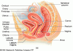 Female Reproductive Model: Ovaries
