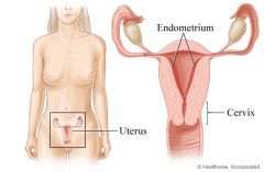 Female Reproductive Model: Uterus