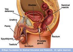 Male Reproductive Model: Prostate Gland