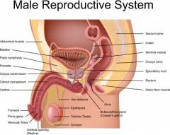 Male Reproductive Model : Bulbourethral gland