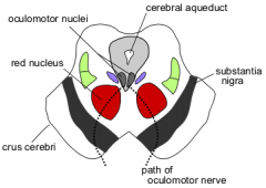 - has red nucleus ---> rubrospinal tract origination. (motor control pathway)
- receives axons from cerebrum and cerebellum--> some movement coordination.