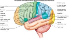 Posterior to primary sensory area in parietal lobe
Receives input from primary sensory area
Remembers object which means allows determination of objects space and texture
Determination of body position