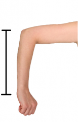 18.  Which standard unit is about the length of your arm, from your elbow to your thumb?