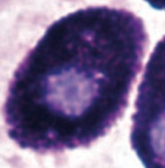 Mast cells resemble basophils structurally and functionally