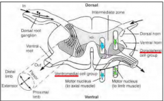 Rompspieren (axiale spieren), liggen in de ventrale hoorn