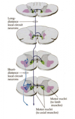 Ventromediale motorneuronen = lang
Dorsolaterale motorneuronen = kort