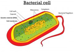 Modern Bacteria