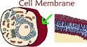 Cell Membrane:Plants/ Animals