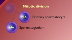 1 spermatogonium to replenish and 1 primary spermatocyte to make sperm