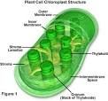 Chloroplasts:Plants