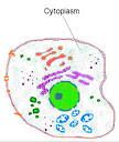 Cytoplasm:Plants/       Animals