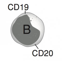 CD19 and CD20