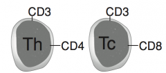 - Helper cells (Th): CD3 and CD4
- Cytotoxic cells (Tc): CD3 and CD8