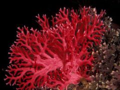 Jellyfish,Corals and Anemones