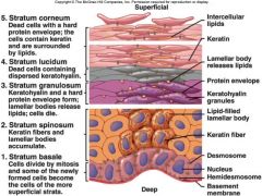 Superficial layers 
1) Stratum Corneum
2) Stratum Lucidum 
3) Stratum Granulosum  


Deep layers
1) Stratum Spinosum 
2) Straum Basale