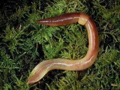 Segmented Worms, Earthworms