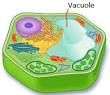 Vacuole:Plants (Plants have one central)