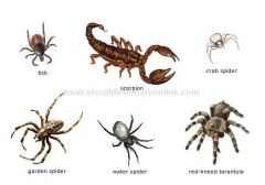 Insects, spiders, lobsters