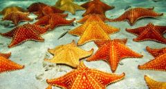 Spiny skin, starfish, Urchins, Sea cucumbers