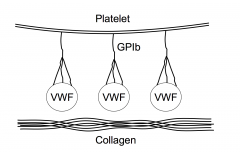 Platelet adhesion