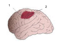 (1) Het deel van de cortex waar neuronen die motorneuronen van het perifere zenuwstelsel aansturen zich bevinden.